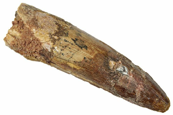 Fossil Spinosaurus Tooth - Real Dinosaur Tooth #267602